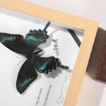 MDF Picture Frames Hollow specimen frame