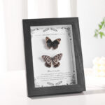 MDF Picture Frames Hollow 2cm specimen frame