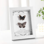 MDF Picture Frames Hollow specimen frame