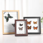 MDF Picture Frames Hollow specimen frame