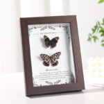 MDF Picture Frames Hollow 2cm specimen frame