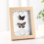 MDF Picture Frames Hollow specimen frame