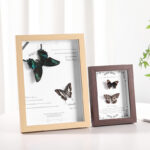 MDF Picture Frames Hollow 2cm specimen frame